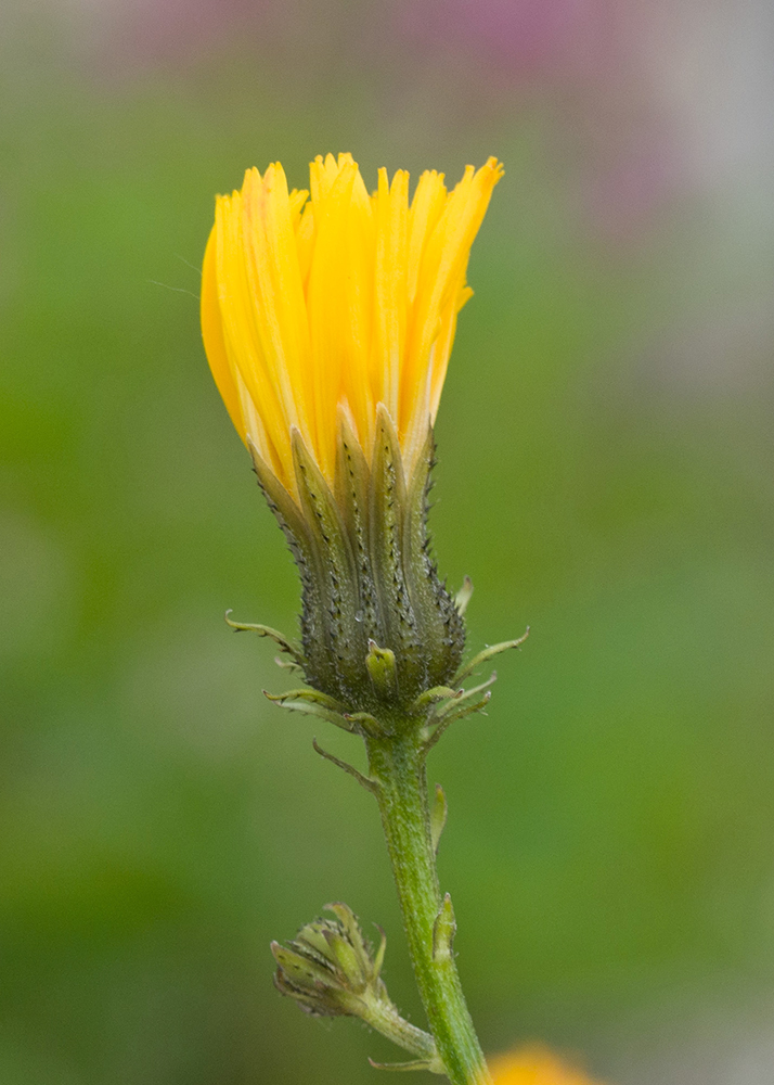 Image of Picris hieracioides specimen.