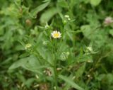 genus Erigeron. Верхушка растения c цветущим и развивающимися соцветиями. Чечня, Шаройский р-н, с. Хакмадой, выс. ок. 1650 м н.у.м., луг в 200 м от минерального источника. 2 июля 2024 г.