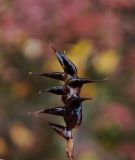 Carex redowskiana