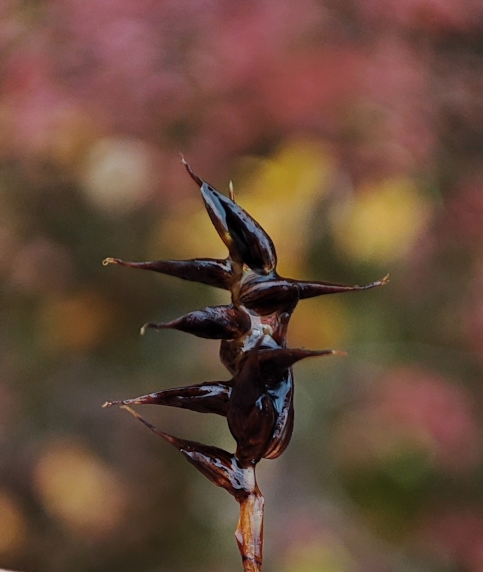 Изображение особи Carex redowskiana.