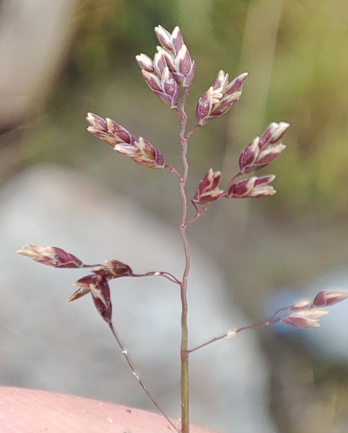 Image of Poa arctica specimen.