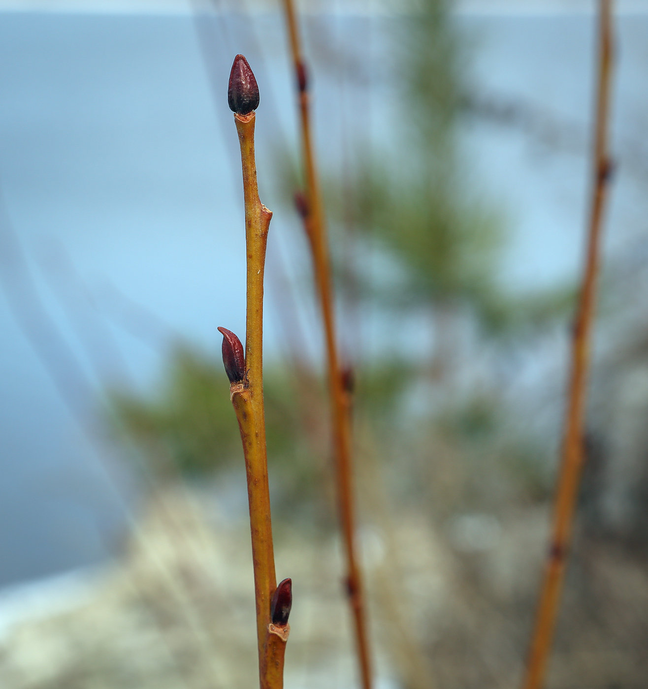 Изображение особи род Salix.