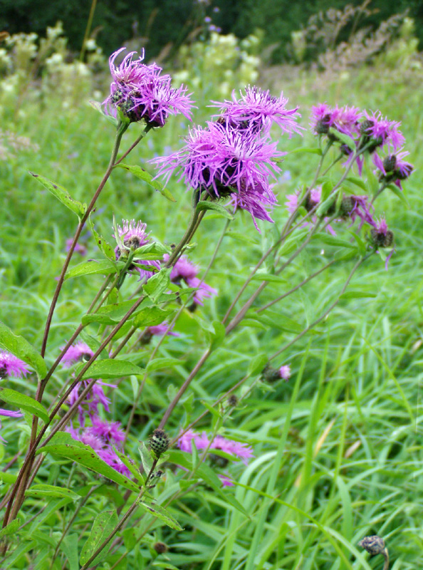 Image of Centaurea phrygia specimen.