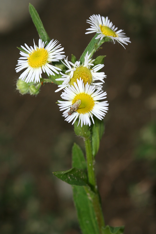 Image of Erigeron annuus specimen.