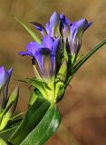 Смотреть изображение Gentiana scabra