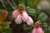 View full-size image Vaccinium vitis-idaea
