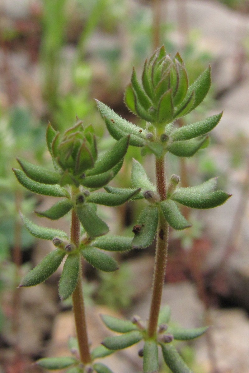 Изображение особи Galium verticillatum.