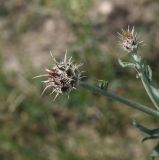 View full-size image genus Centaurea