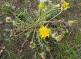 Taraxacum scariosum