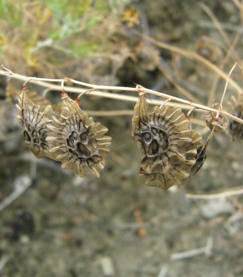 Image of Onobrychis sintenisii specimen.