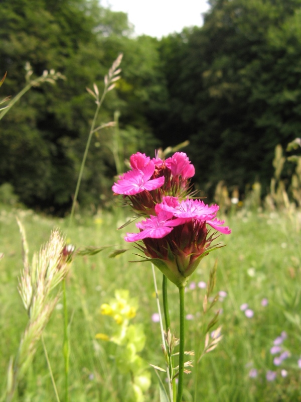 Image of Dianthus capitatus specimen.