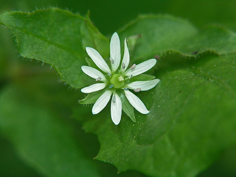 Image of Myosoton aquaticum specimen.