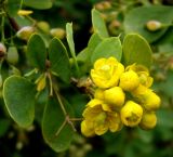 Berberis turcomanica. Соцветие. Копетдаг, Чули. Конец мая 2011 г.