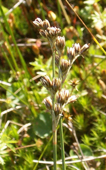 Image of Juncus squarrosus specimen.