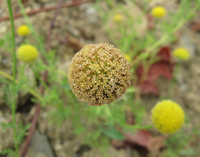 Image of Anthemis dumetorum specimen.