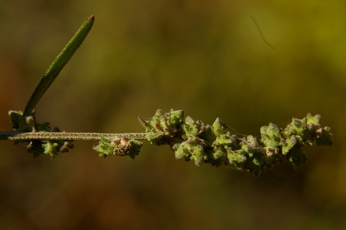 Image of Atriplex patula specimen.