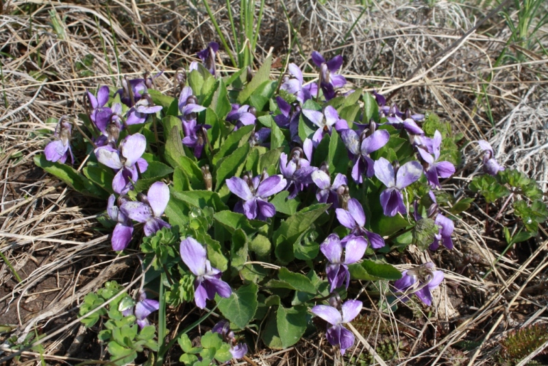 Изображение особи Viola ambigua.