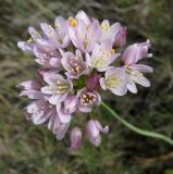 Allium roseum