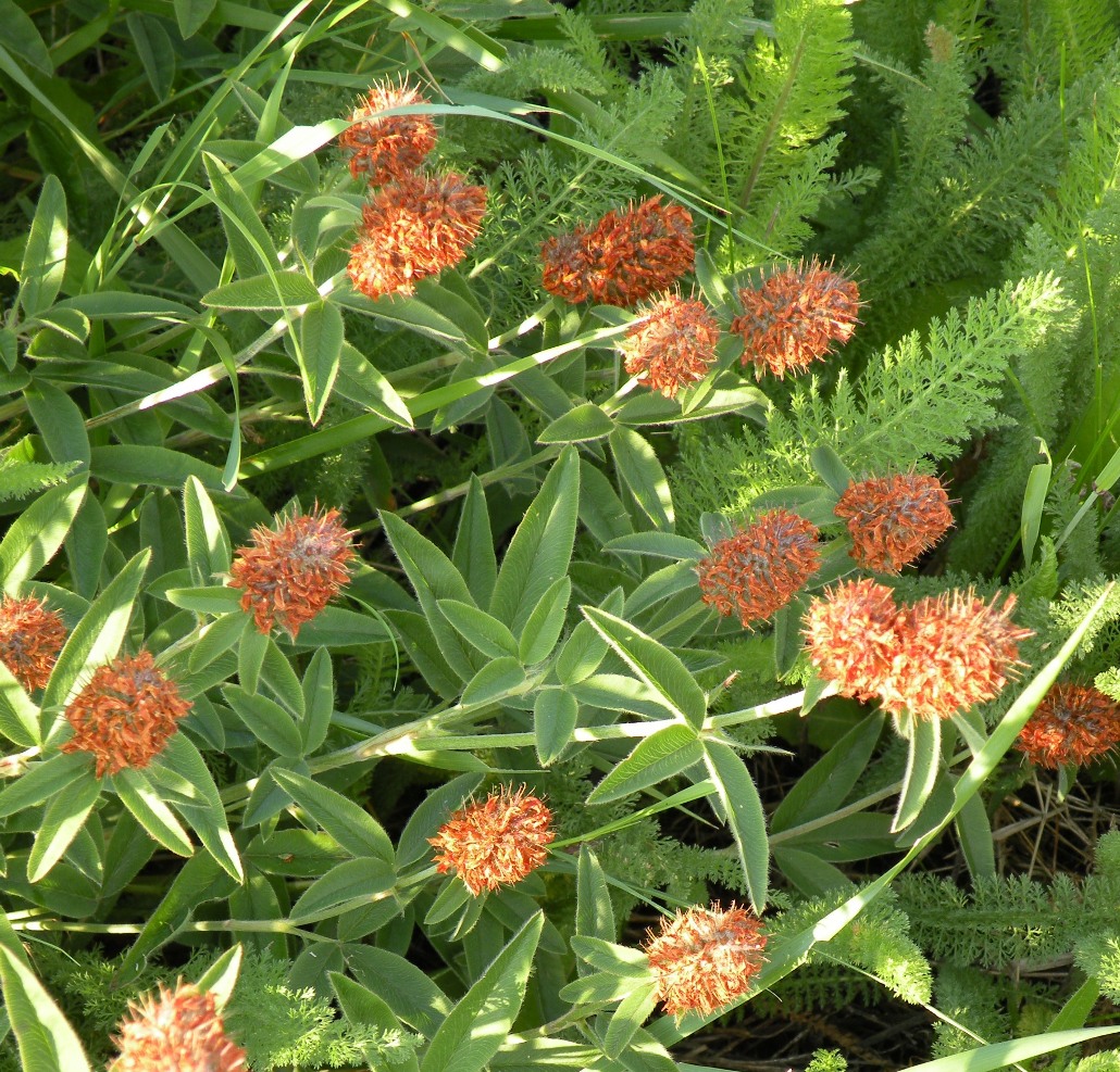 Изображение особи Trifolium alpestre.