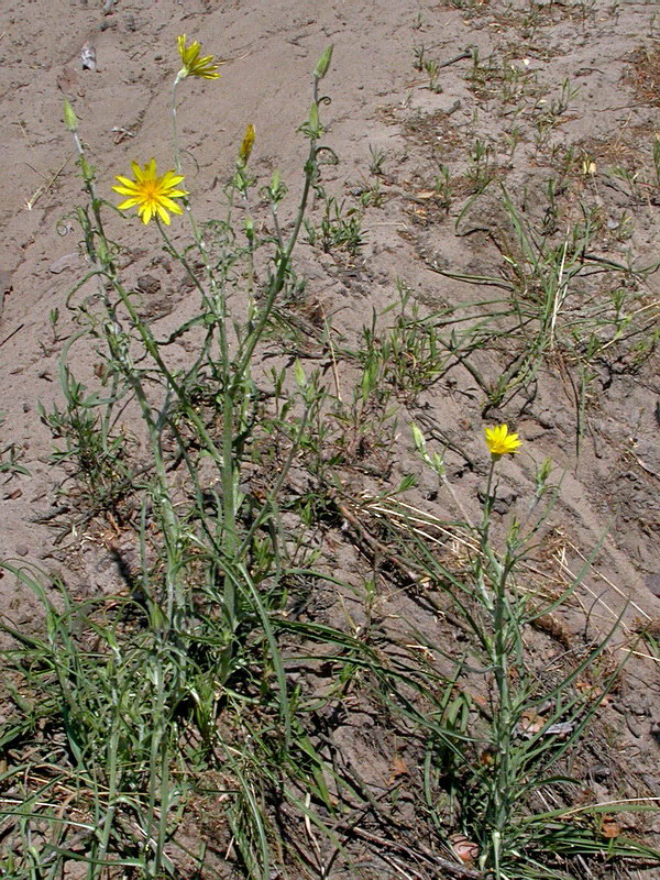 Изображение особи Tragopogon orientalis.