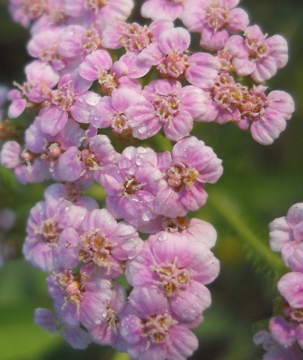 Image of Achillea millefolium specimen.