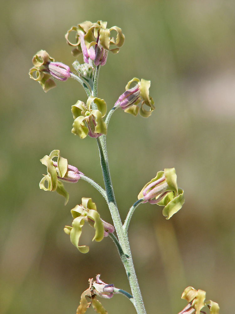 Image of Matthiola fragrans specimen.