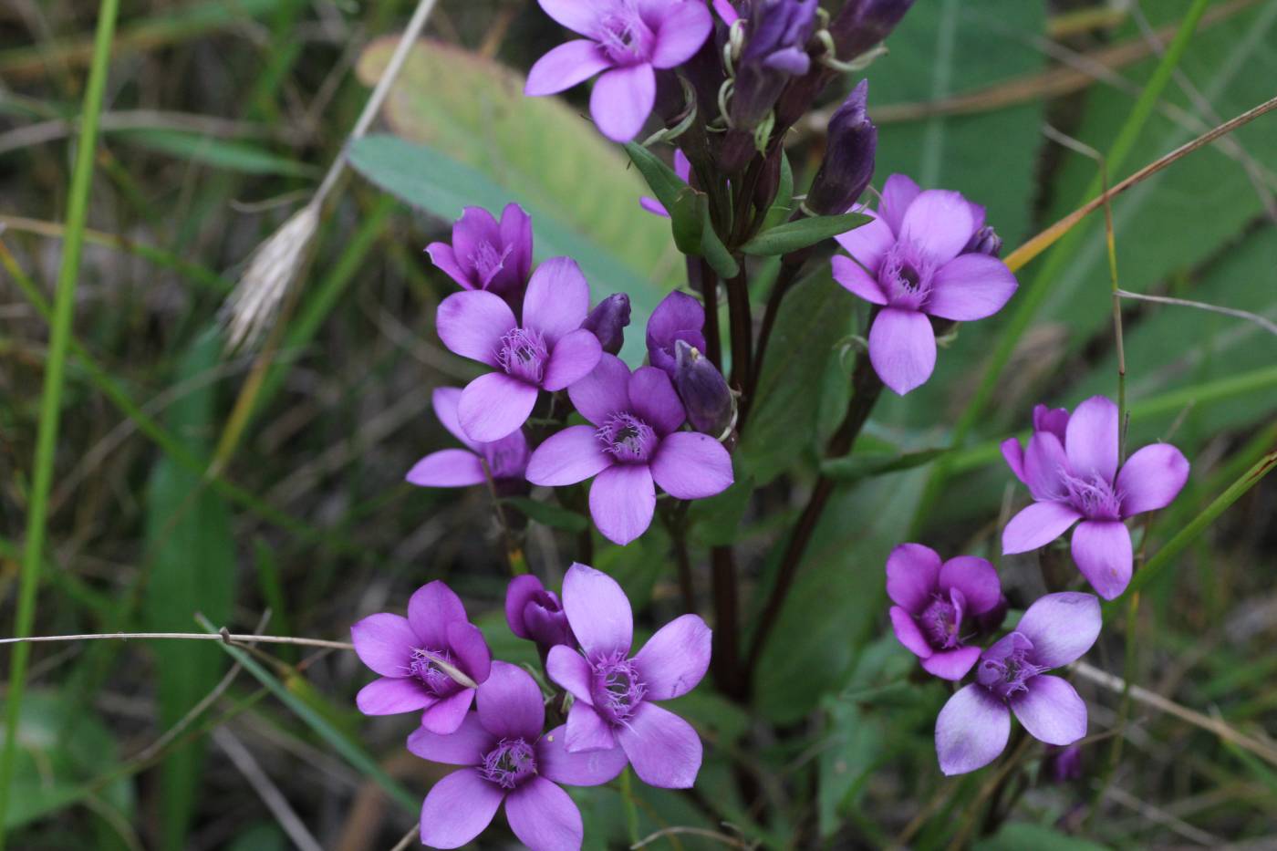 Изображение особи Gentianella biebersteinii.