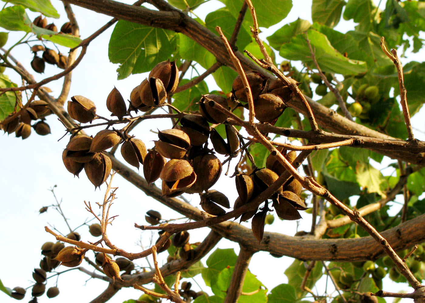 Image of Paulownia tomentosa specimen.