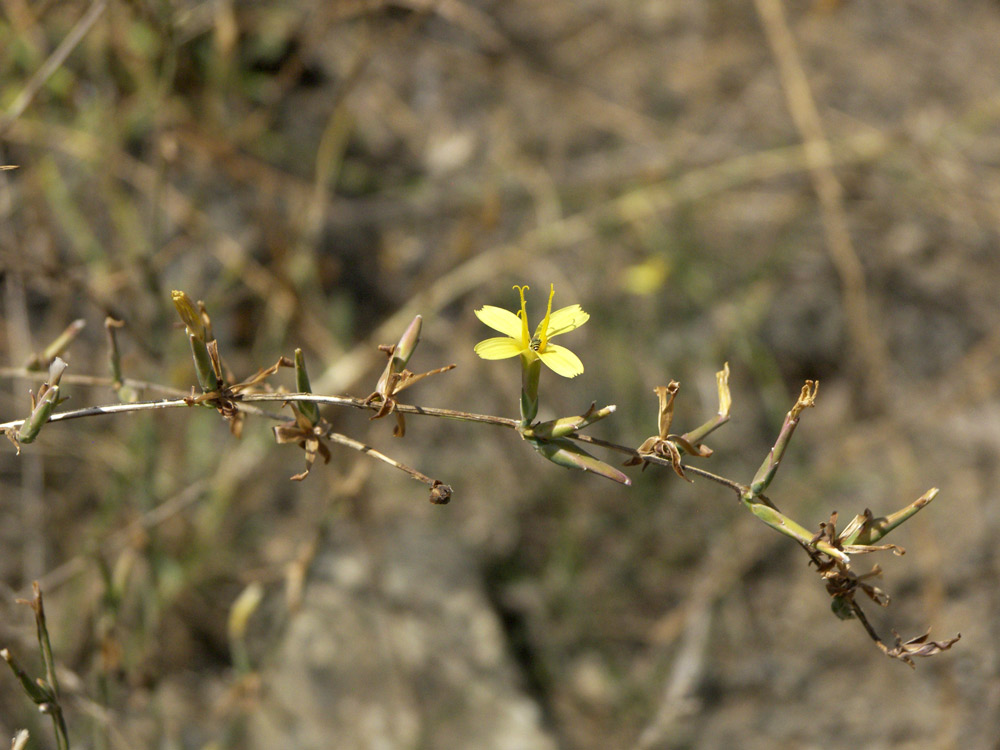 Image of Scariola orientalis specimen.