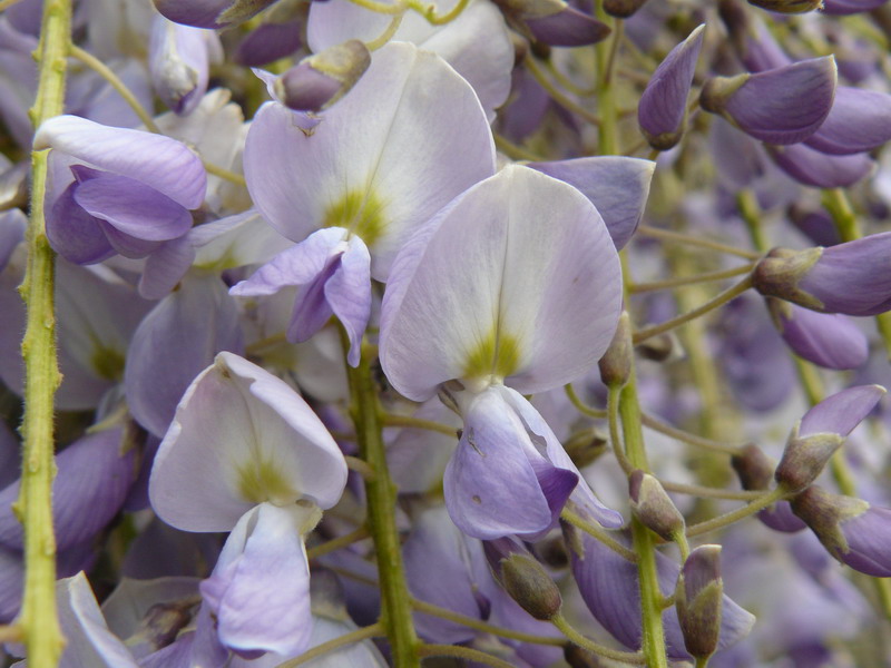 Image of Wisteria sinensis specimen.