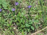 Vinca herbacea. Цветущее растение. Украина, г. Запорожье, о-в Хортица. 02.05.2011.