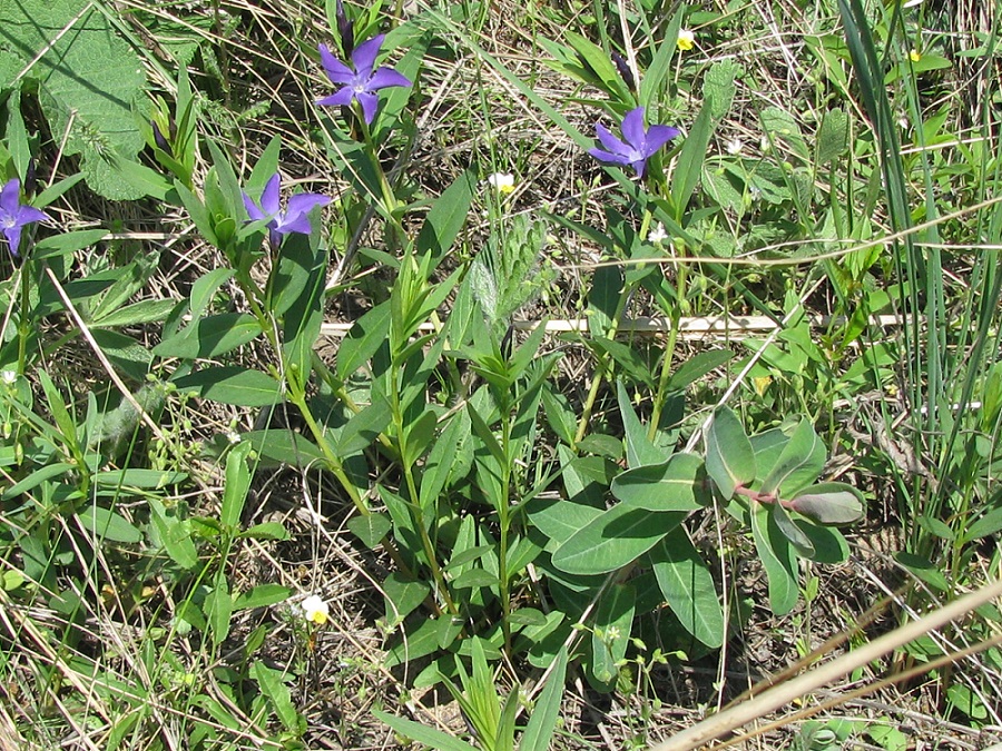 Image of Vinca herbacea specimen.