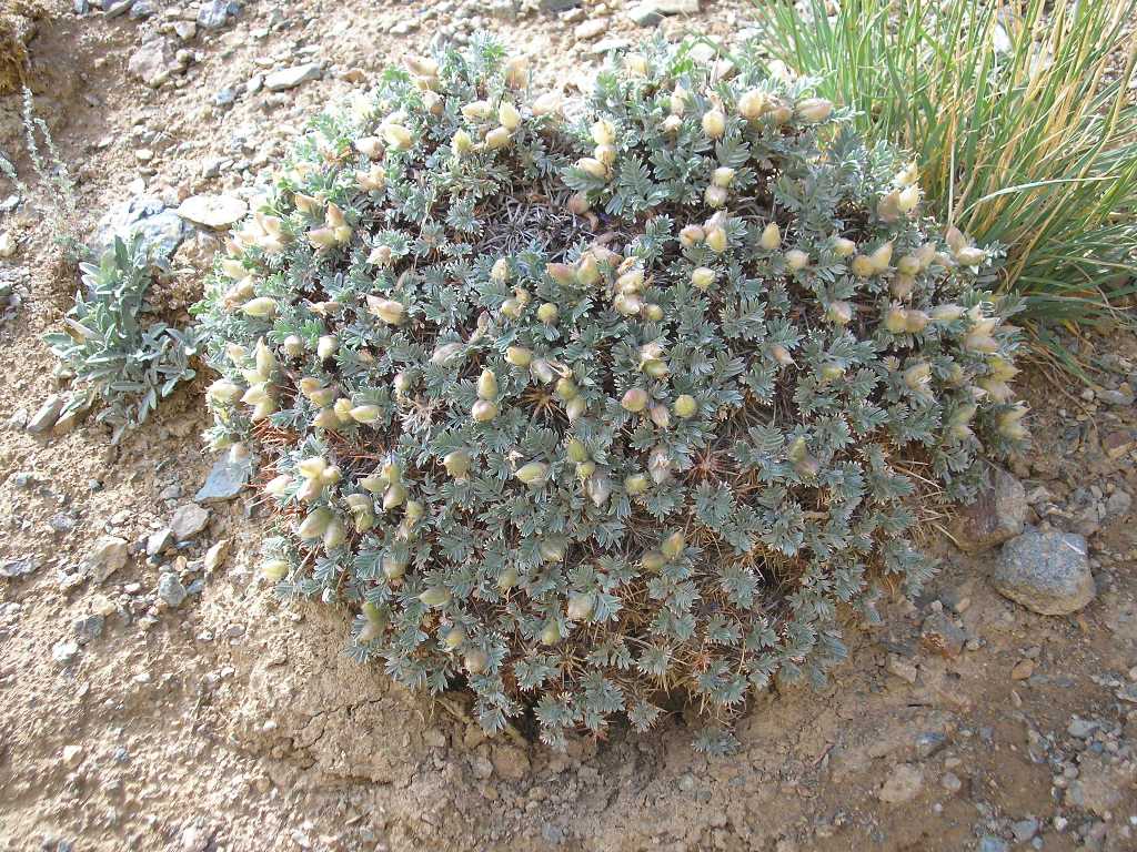 Изображение особи Oxytropis tragacanthoides.