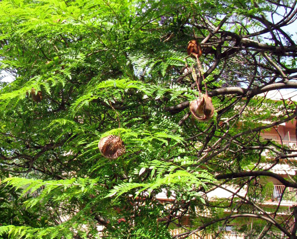 Изображение особи Jacaranda mimosifolia.