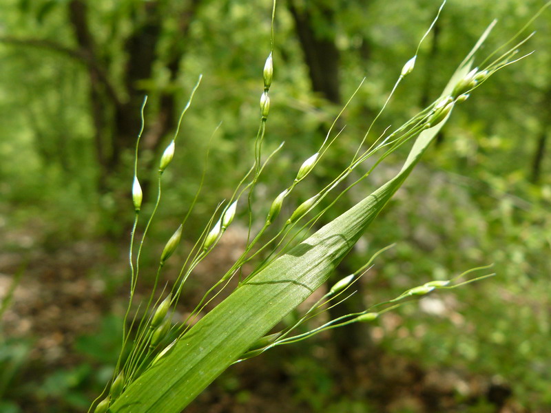 Image of Achnatherum virescens specimen.