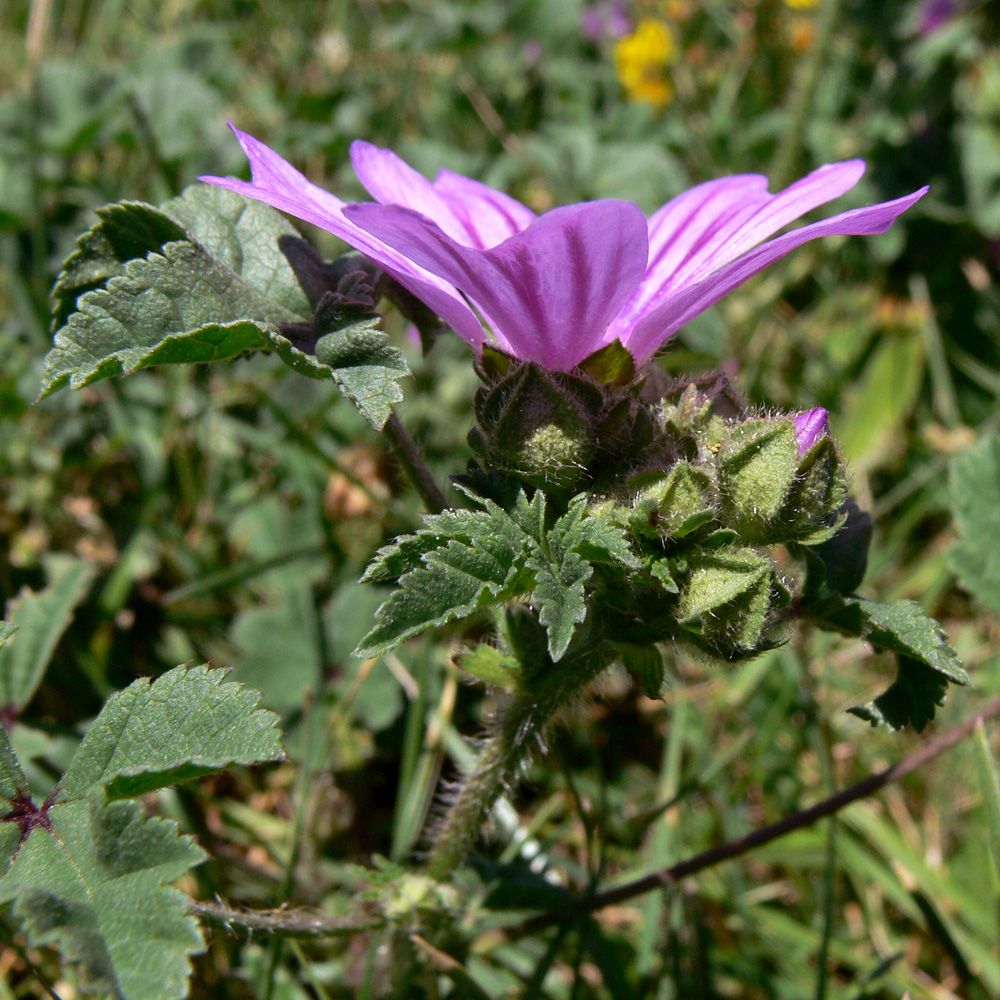 Image of Malva sylvestris specimen.