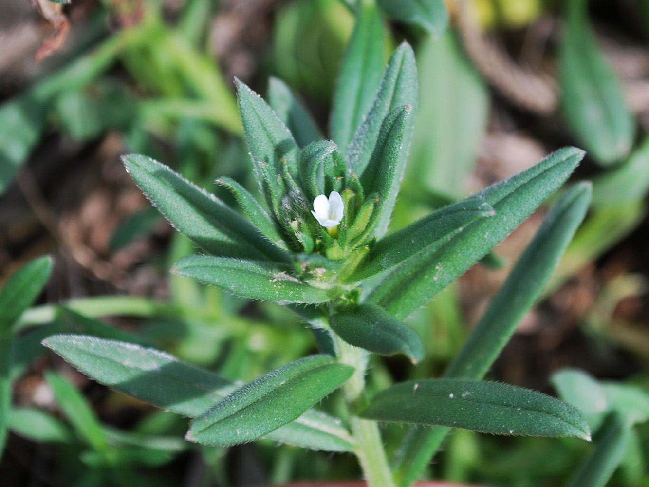 Image of Buglossoides arvensis specimen.