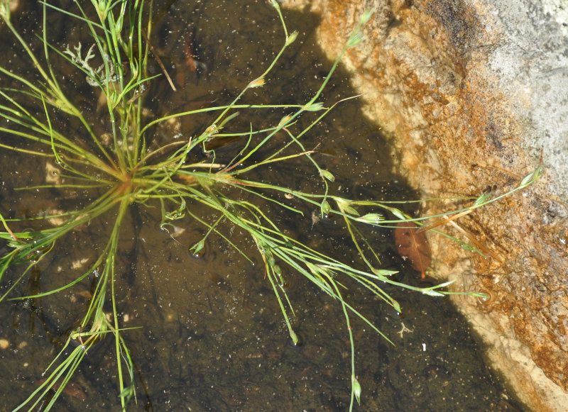 Image of Juncus bufonius specimen.