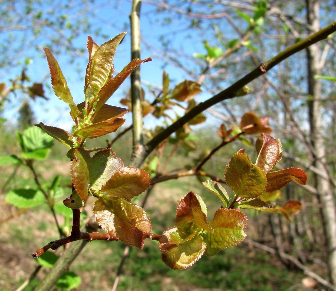 Image of Salix pyrolifolia specimen.