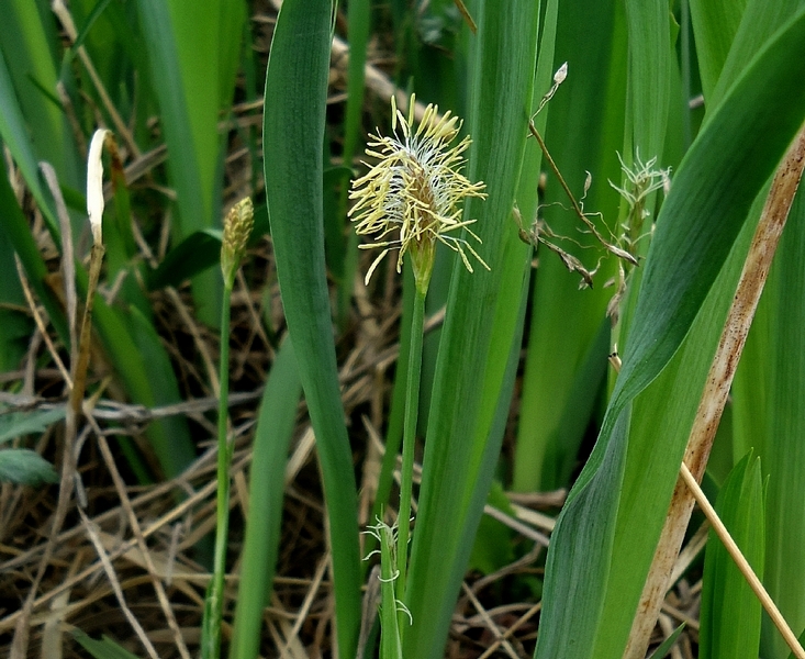 Image of Carex longirostrata specimen.