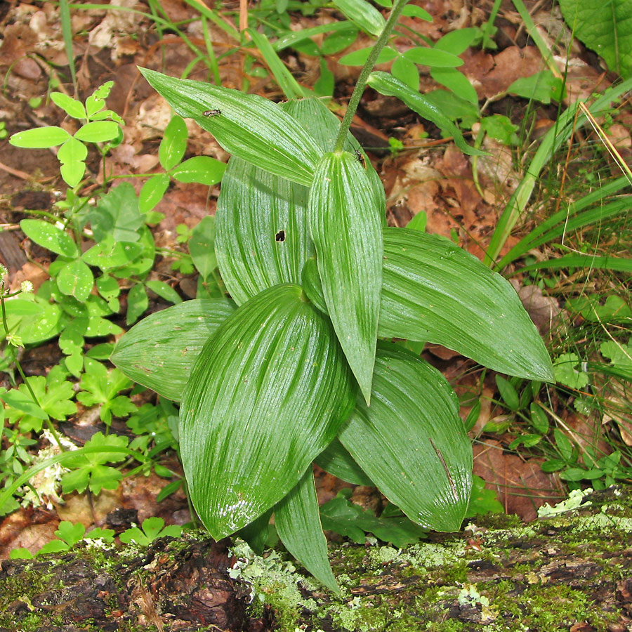 Изображение особи Epipactis helleborine.