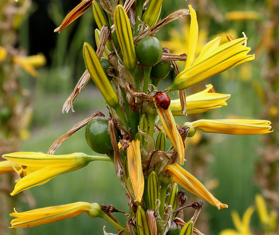 Image of Asphodeline lutea specimen.