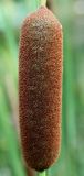 Typha angustifolia. Соцветие. Германия, г. Krefeld, Ботанический сад. 25.07.2013.