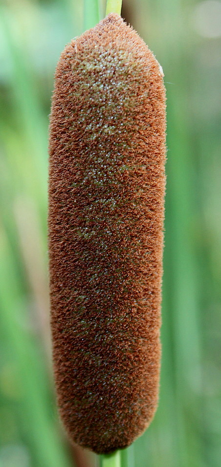 Изображение особи Typha angustifolia.