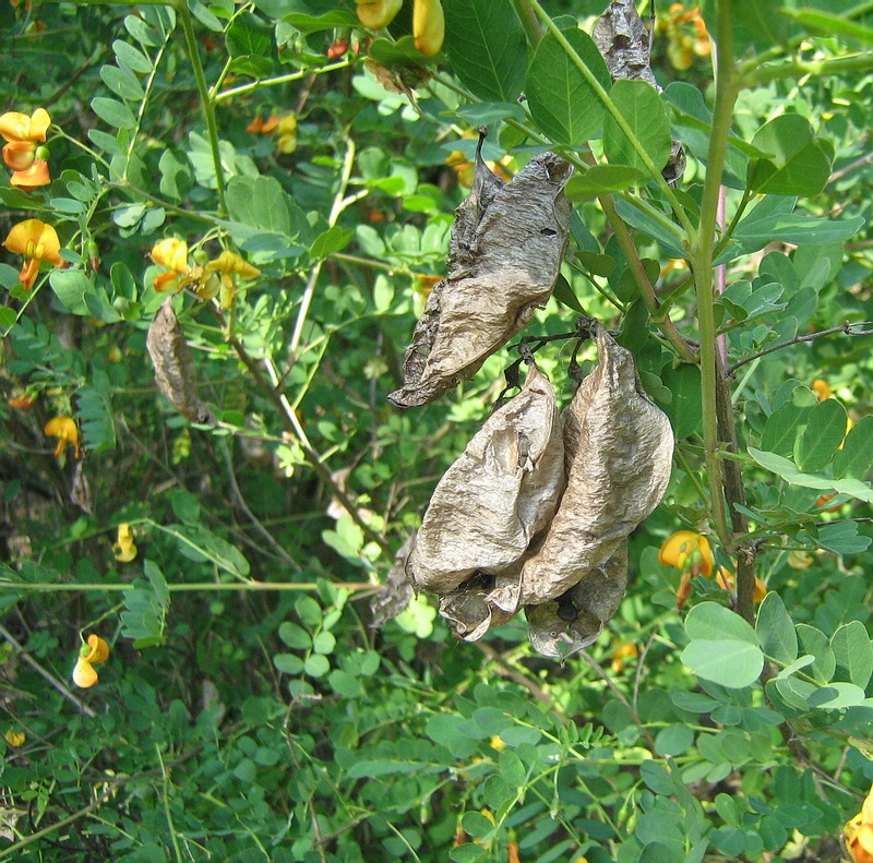 Image of Colutea orientalis specimen.