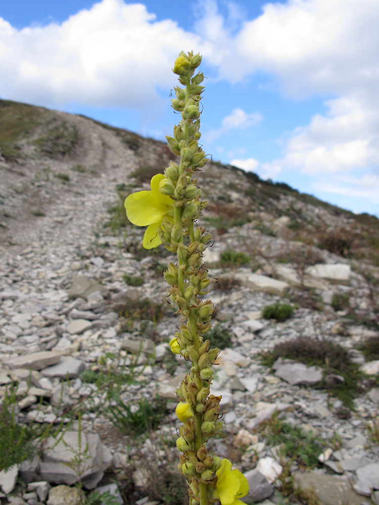 Изображение особи Verbascum phlomoides.