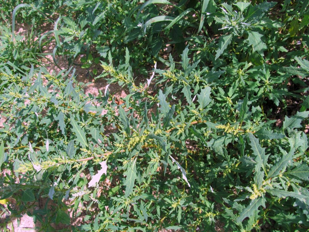 Image of Oxybasis glauca specimen.