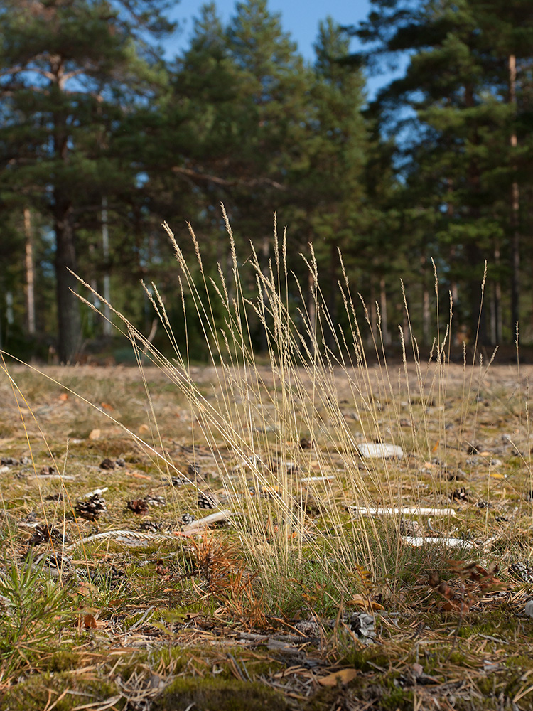 Изображение особи Festuca ovina.