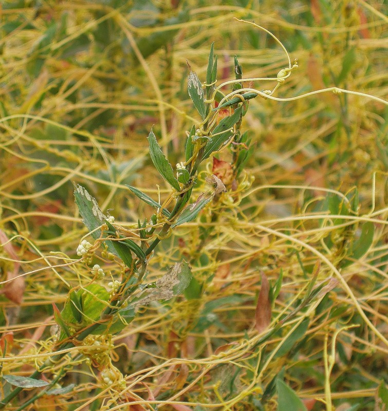 Image of Cuscuta campestris specimen.