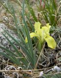 Iris potaninii